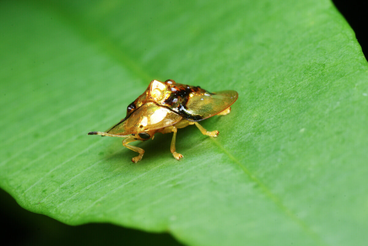 The frontal view of a gold tortoise beetle.
