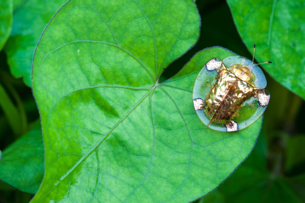 Discover the Golden Tortoise Beetle