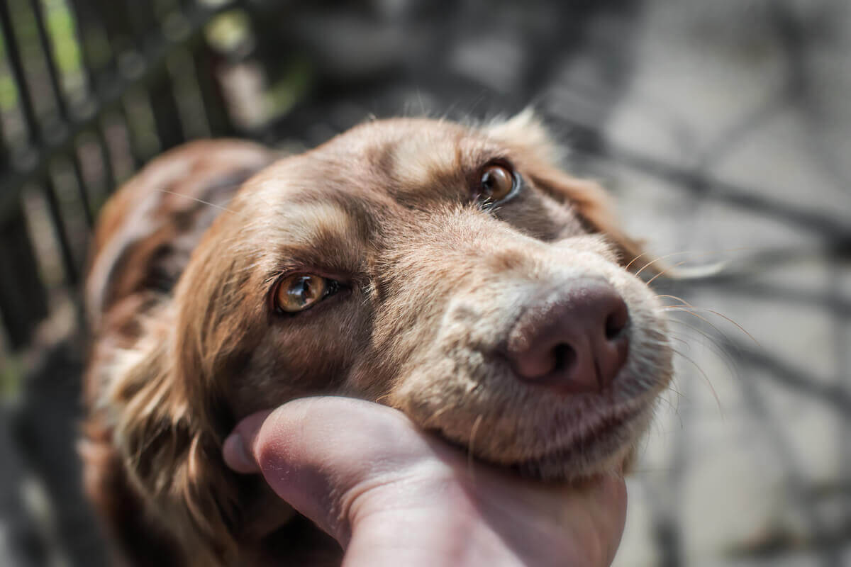 An owner cradling his dog's head.