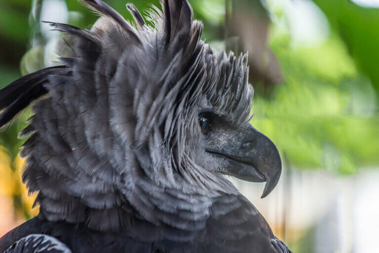 The Giant Harpy Eagle of South America