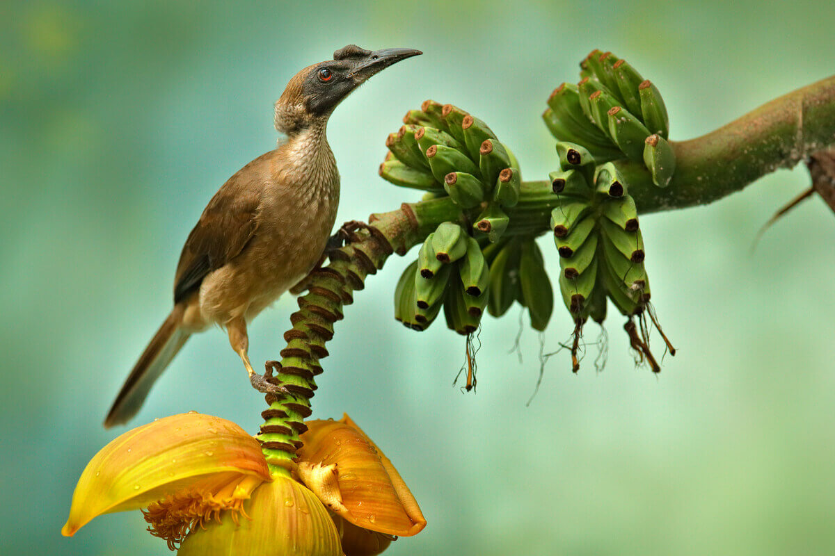 5 nectarzuigende vogels die je misschien niet kent