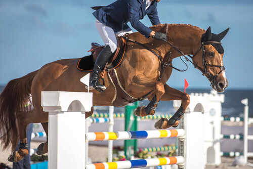 Discover These 9 Equestrian Sports