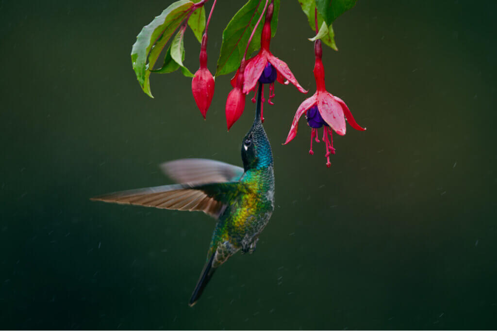 nectar feeding birds