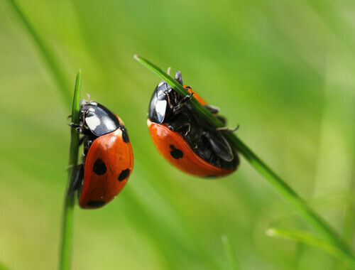 Ladybugs are a type of beetle.