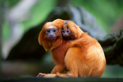 The Golden Lion Tamarin: Between Threats and Benefactors