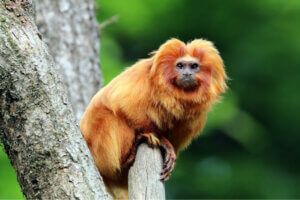 A golden lion tamarin sitting in a tree.