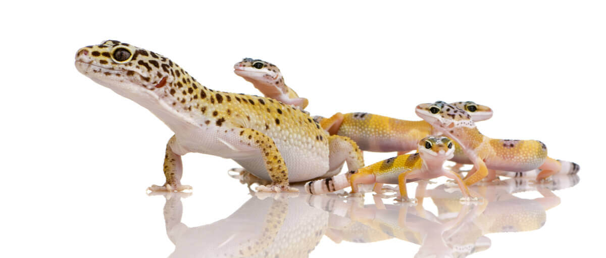 A leopard gecko with its young.