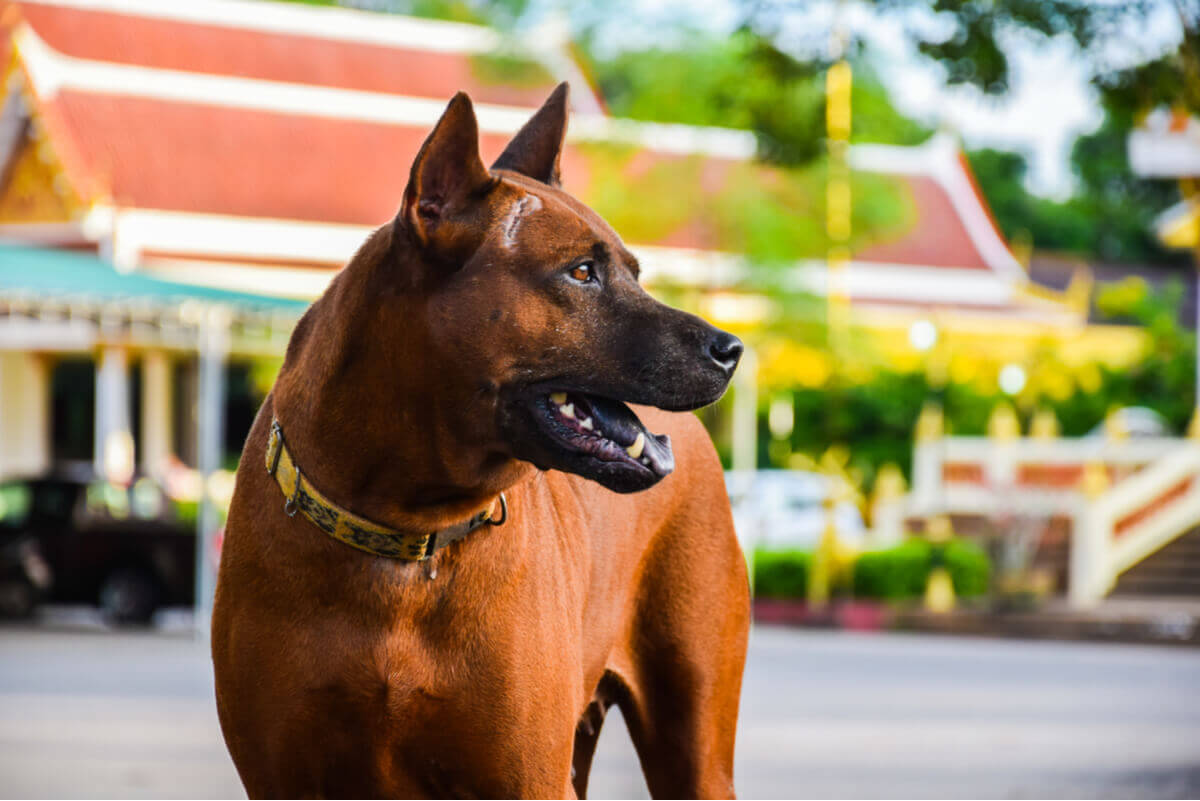 A Thai ridgeback guard dog.