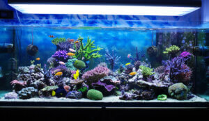 How to Care For Your Marine Aquarium