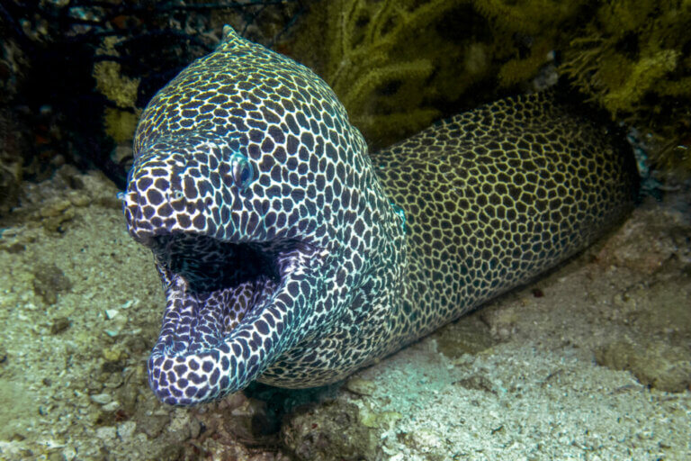 moray eel jaws