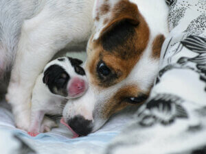 Common Emergencies During Canine Pregnancies