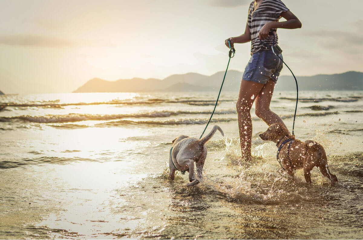 An owner running with her dogs on the beach.