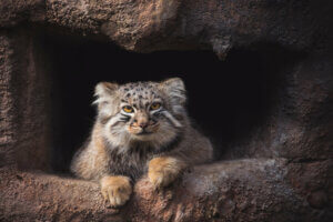 Pallas's Cat: A Himalayan Loner