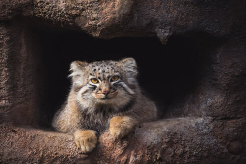 Pallas’s Cat: A Himalayan Loner