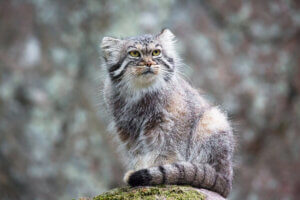 Pallas's cat sitting on a rock.