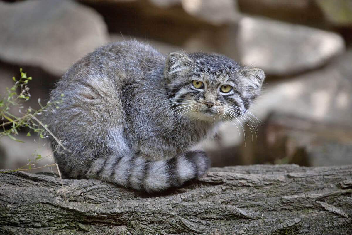 A Pallas's cat staring from a tree branch.