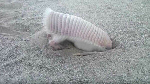 The pink armadillo is an underground animal that like digging burrows.