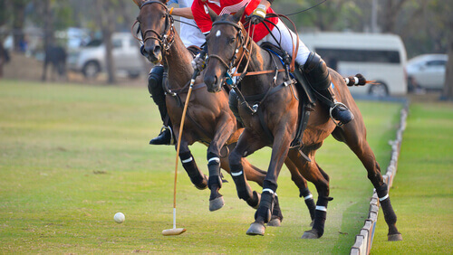 Polo Horses.