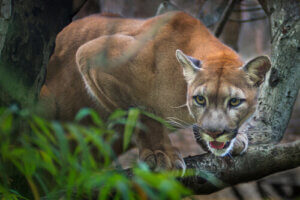 The Puma Is The Great American Predator