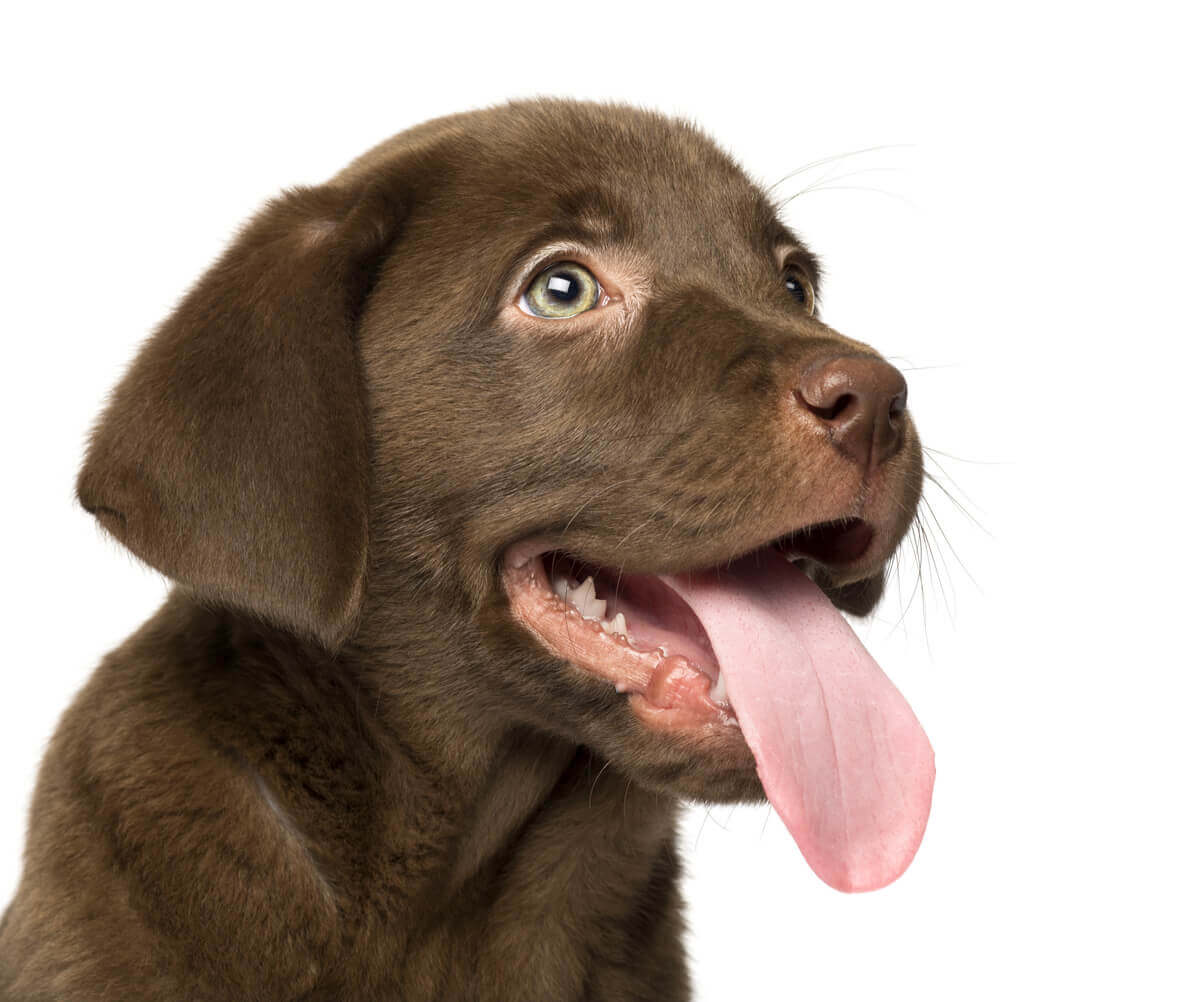A brown-eyed puppy with its tongue out.