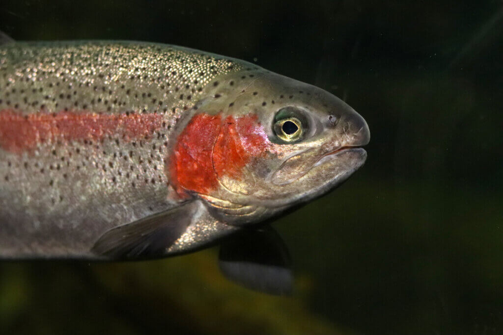 The Rainbow Trout, a Multicolored Salmonidae