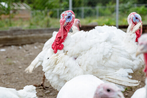Tips for Raising Domestic Turkeys