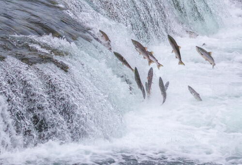 Salmon swimming upstream.