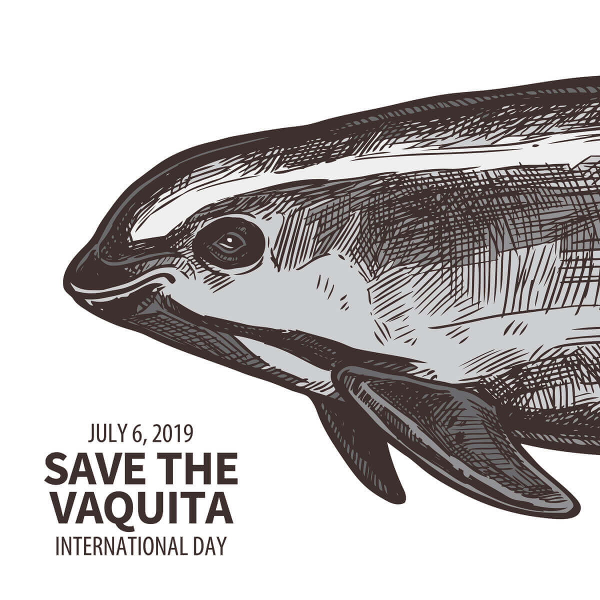 Save the vaquita.