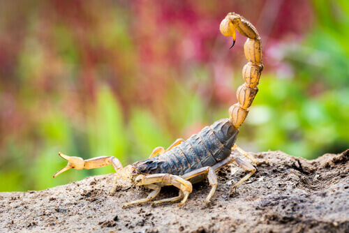 Scorpion seen from the side.