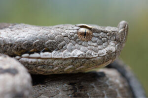 The Snub-Nosed Viper Outlasts the Myths