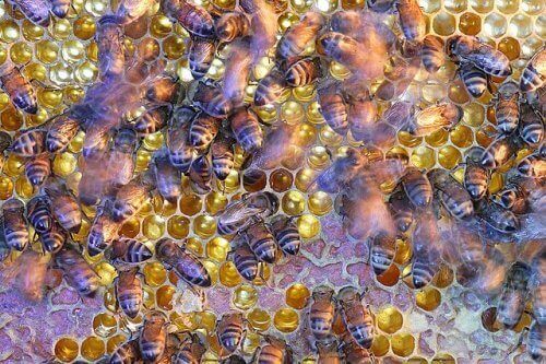 The importance of bees: bees in a beehive.