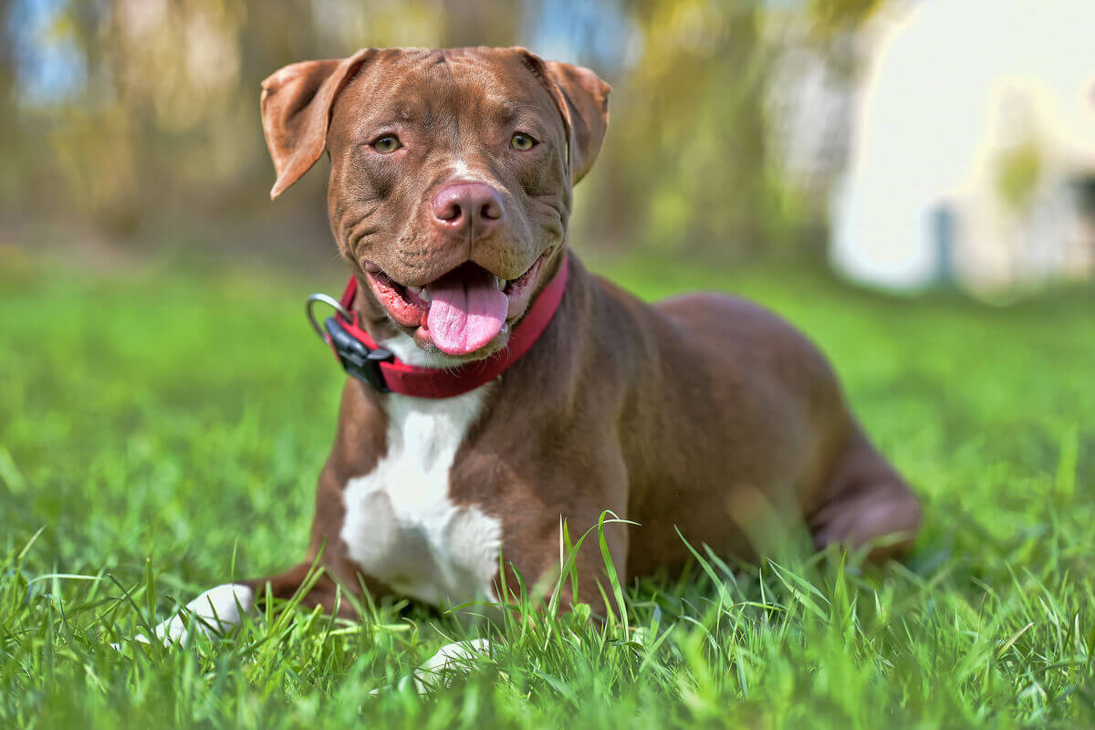 The staffordshire bull terrier: One of the best guard dog breeds.