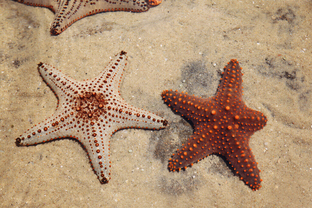 The 7 types of starfish