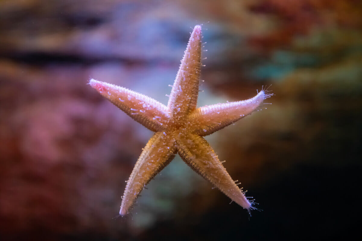 A starfish attached to glass.