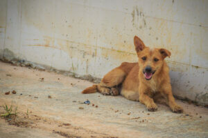 One of the lost dogs after the Beirut explosion.