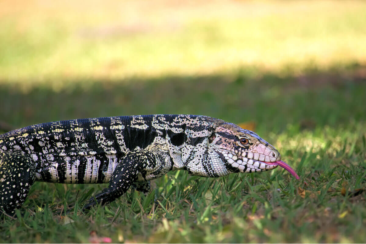 A tegu in the grass.