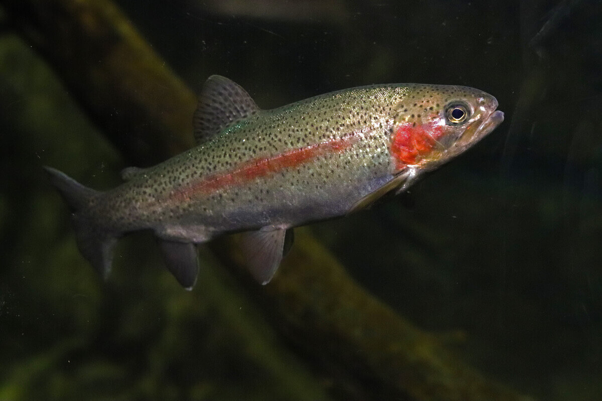 The body of the rainbow trout.