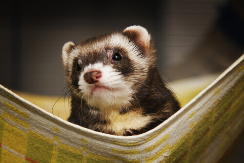 The nature of ferrets.