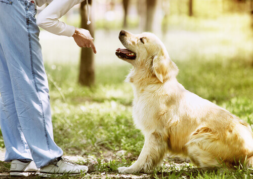 Going to the Park With Your Dog: Tips for a Good Owner