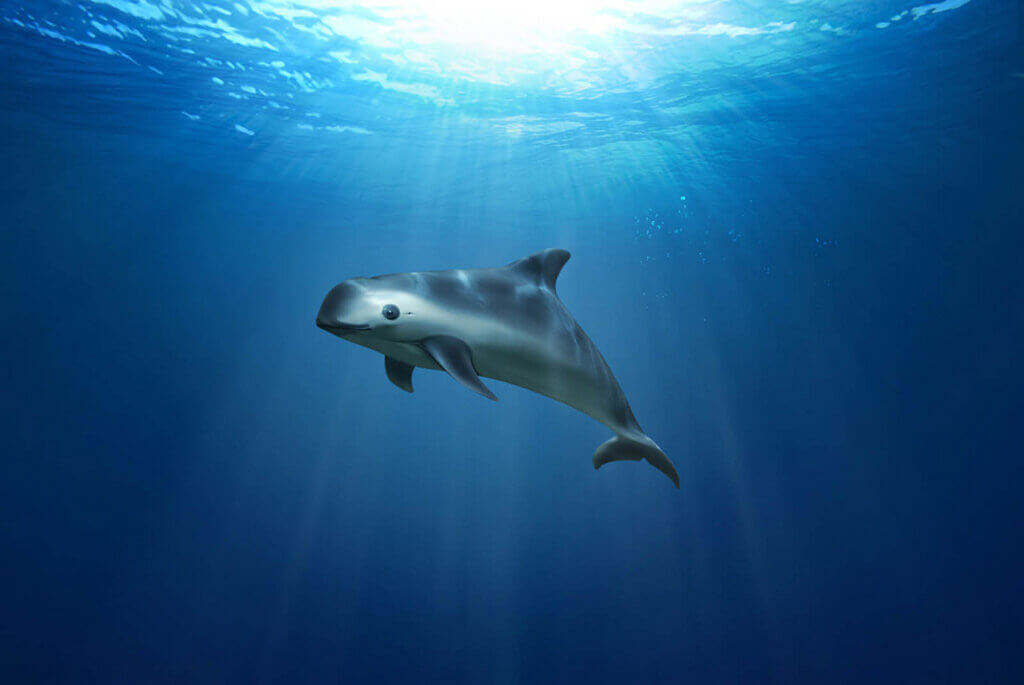 Save the Vaquita On the Brink of Extinction My Animals