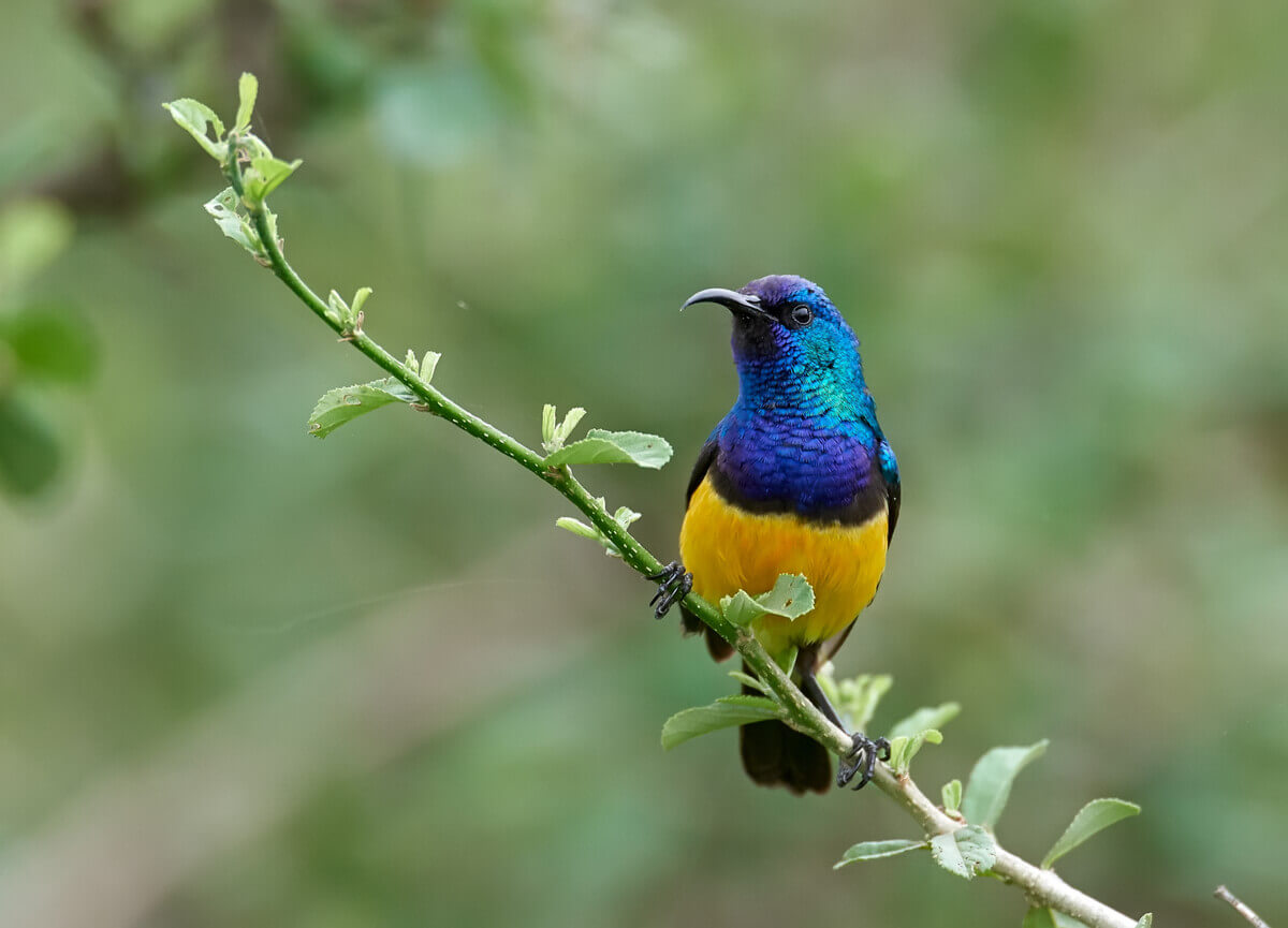 A variable sunbird on a branch.