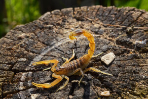 What to Do if You Come Across a Scorpion