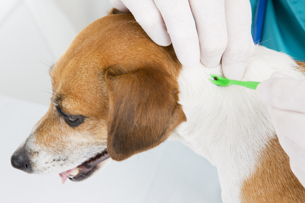 A vet removing a tick from a dog's skin.