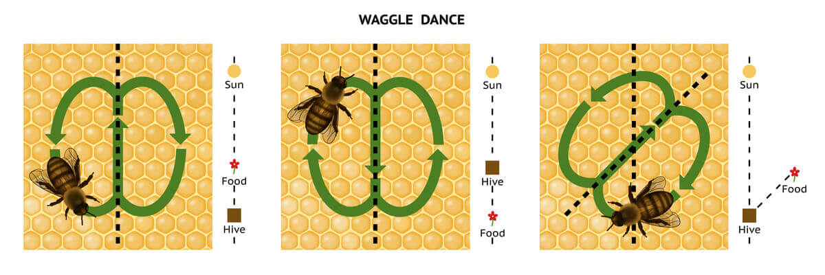An example of the bee dance.