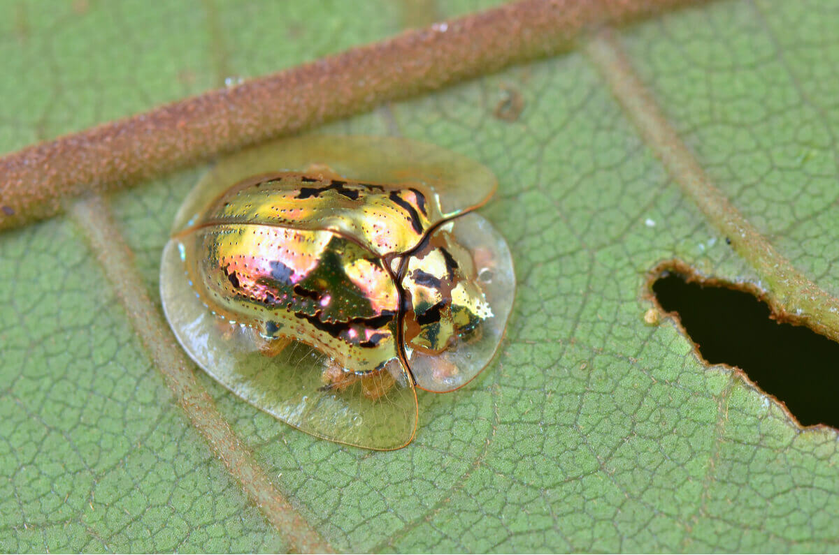 A gold tortoise beetle on a leaf.