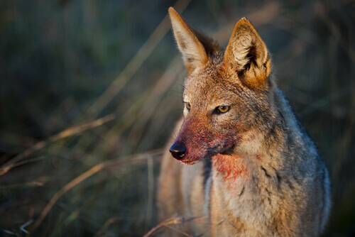 Find Out All About Cunning Wild Canids - My Animals