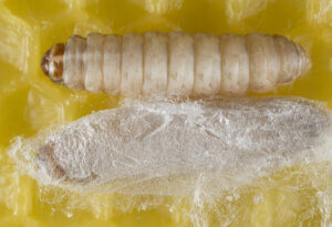 Larva of a plastic-eating worm.