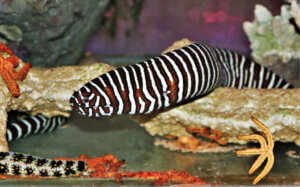 A species of zebra moray eels.