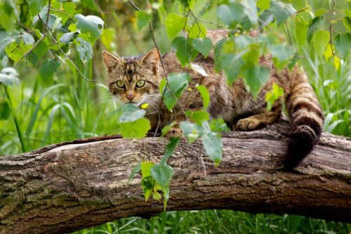 Scottish Wildcat Conservation Action Plan