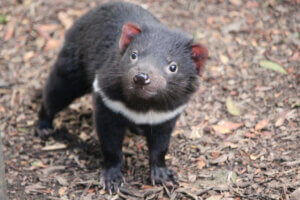The Tasmanian Devil Returns to Mainland Australia
